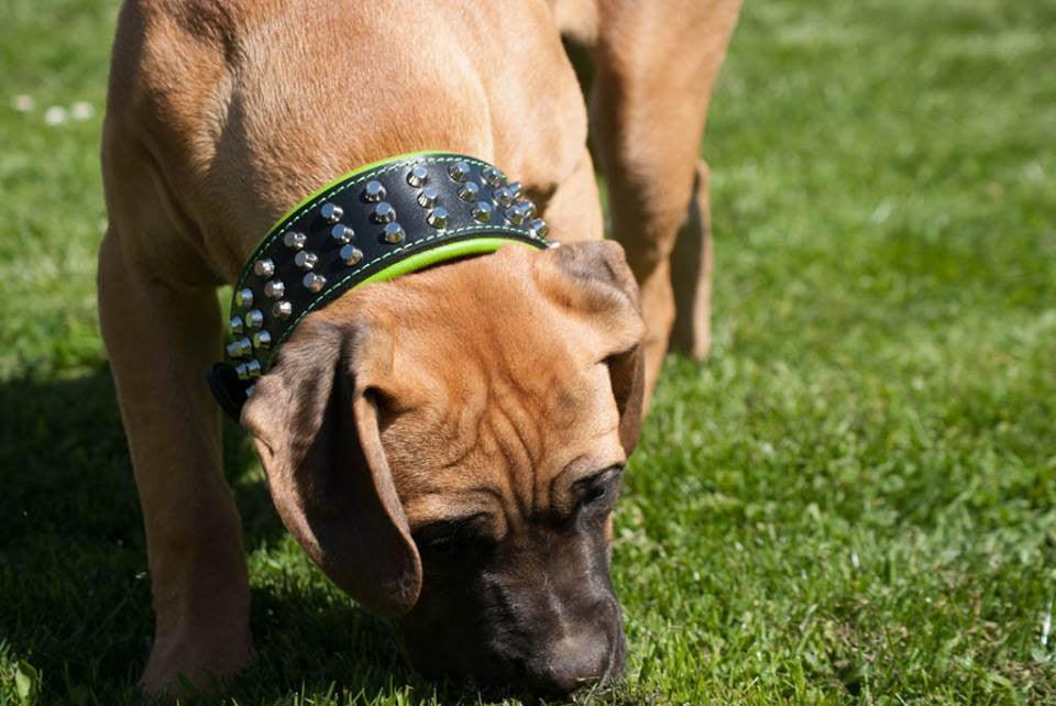 The "Stud" dog collar