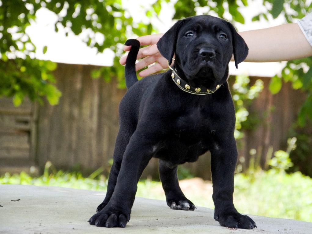 The "Maxi" collar