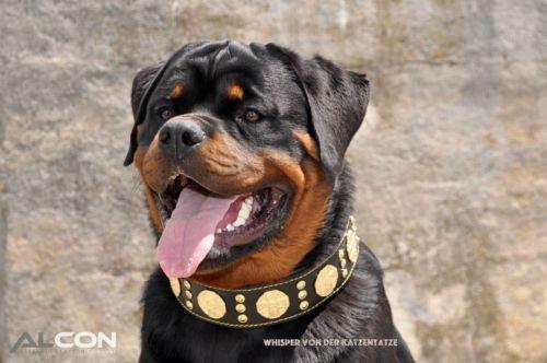 The "Maximus" collar 2.5 inch wide black & gold