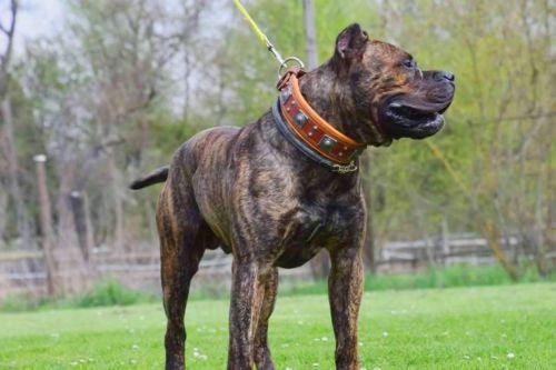 The "Eros" collar 2.5 inch wide Brown