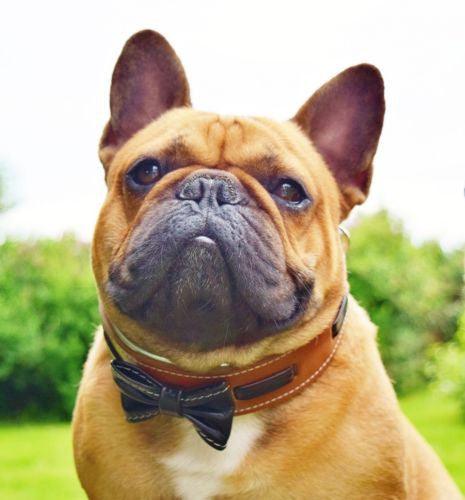 The "Bowtie" collar brown