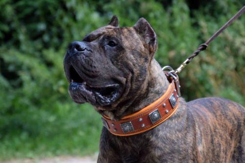 The "Eros" collar 2.5 inch wide Brown