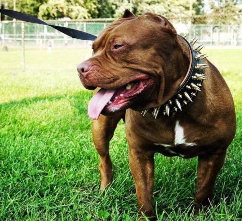 The "Big Boy" collar