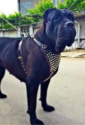 The "Gladiator" harness