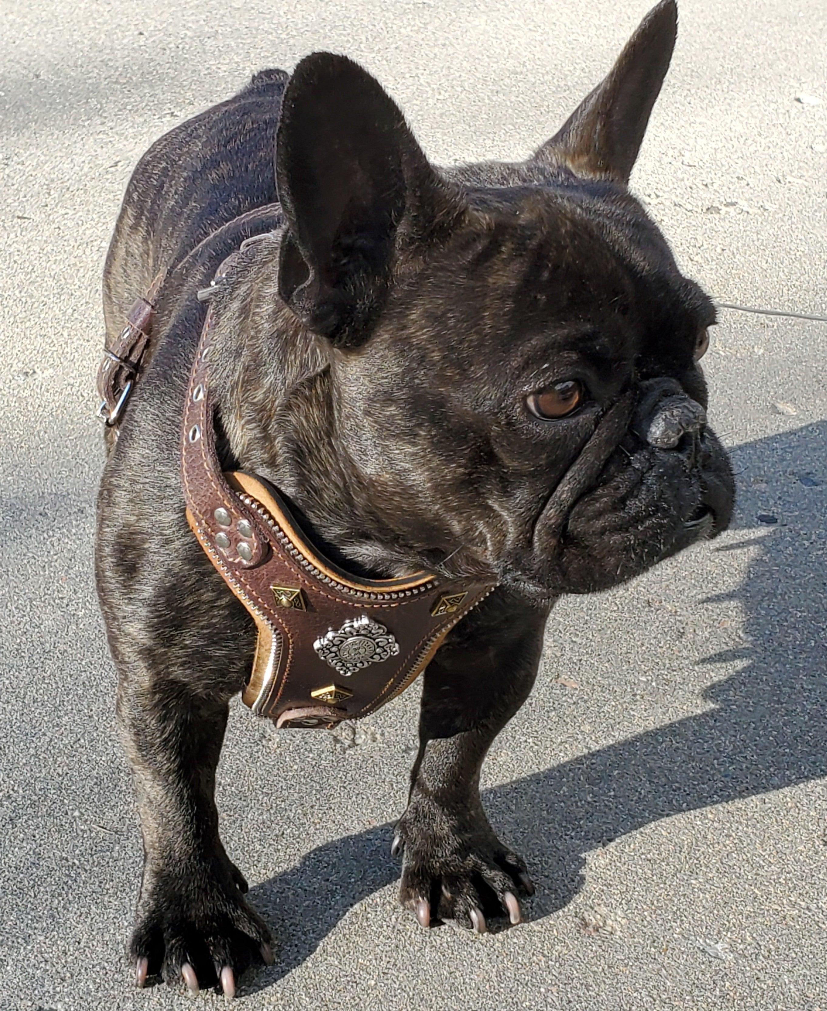 The ''Aztec'' harness Brown Small to Medium Size