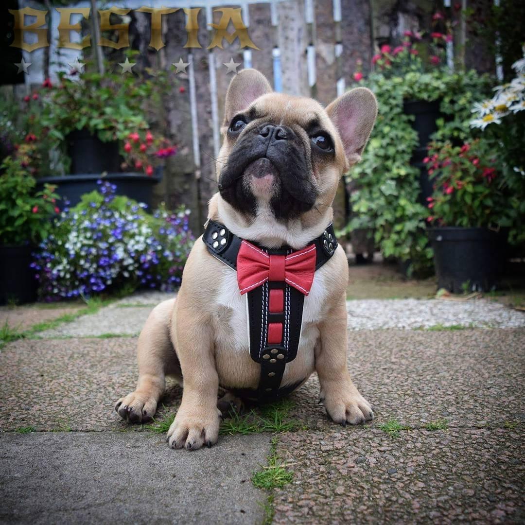 The "Bowtie" handmade leather harness black Small to Medium Size