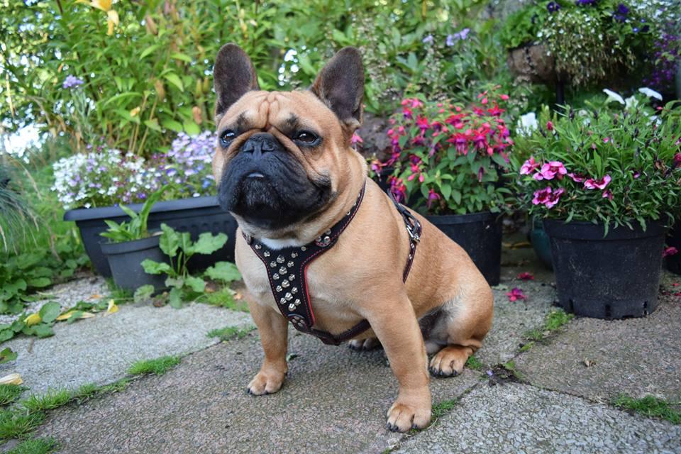 The "Rocky" studded leather harness Small to Medium Size