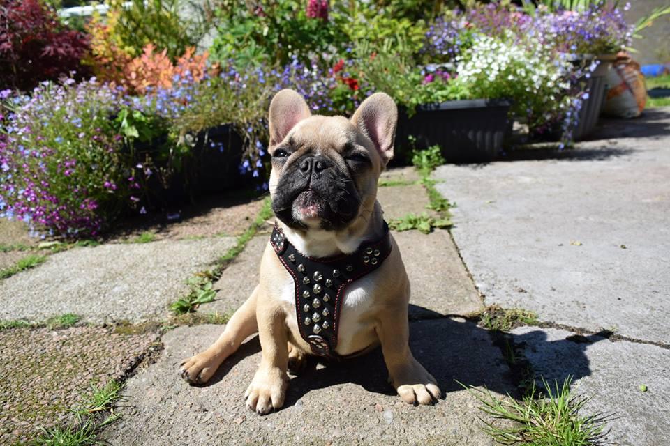 The "Rocky" studded leather harness Small to Medium Size