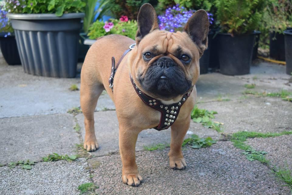 The "Rocky" studded leather harness Small to Medium Size