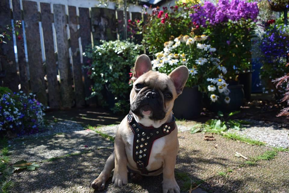 The "Rocky" studded leather harness Small to Medium Size