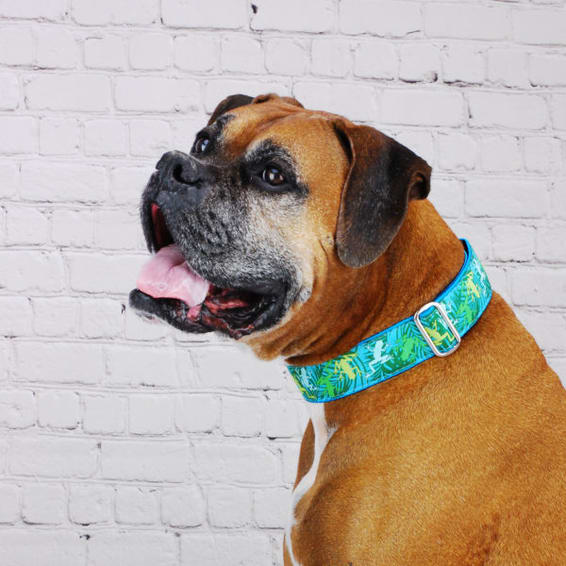 Coqui Surf – Exclusive Buckle Martingale Dog Collar