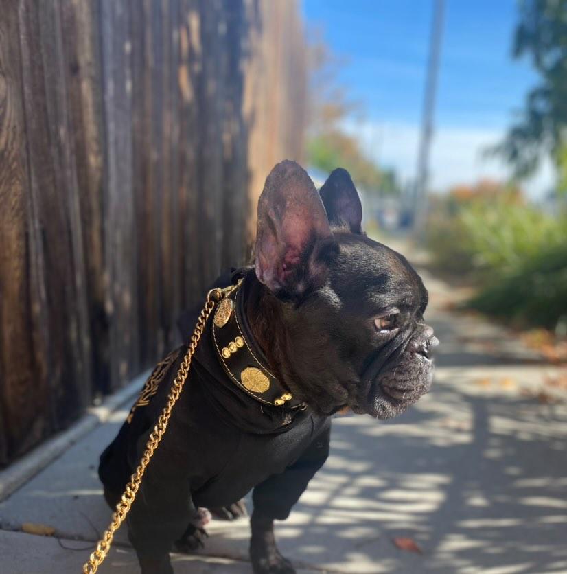 The "Maximus" collar 2 inch wide gold decoration