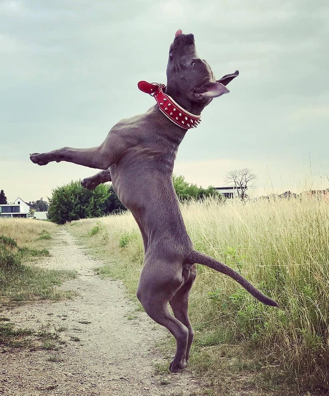 Red "Frenchie" collar