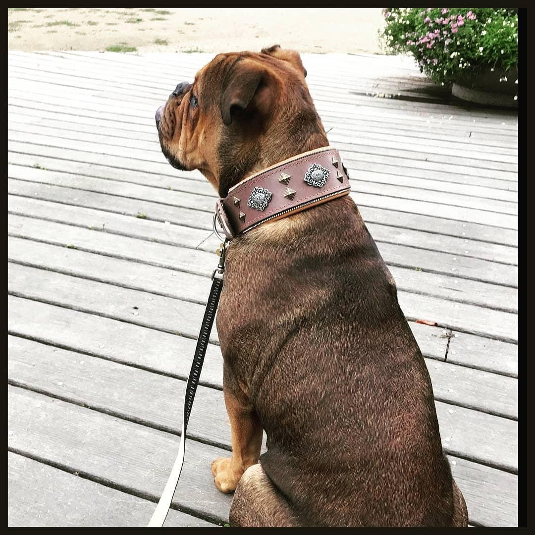 "Aztec" grey dog collar