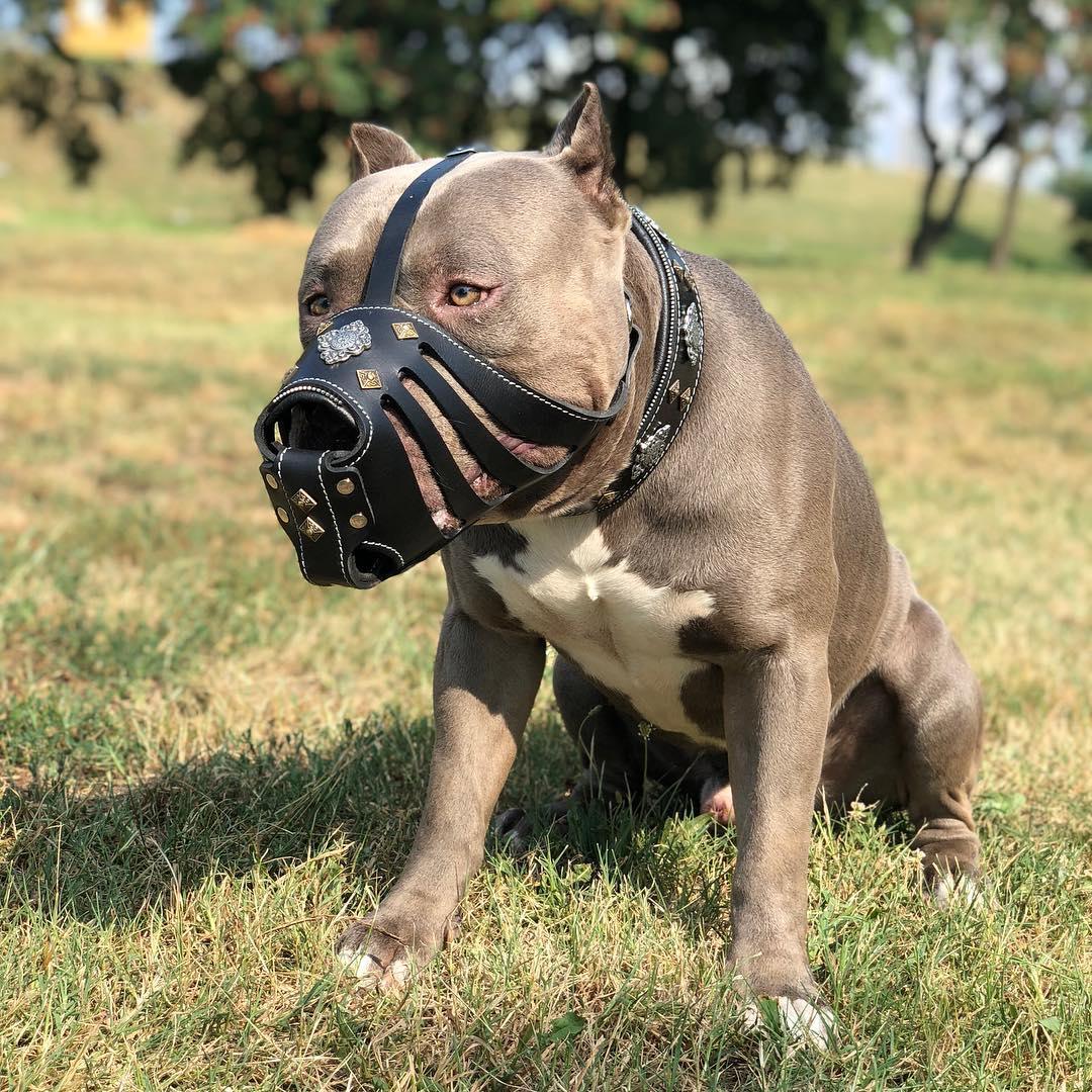 ''Aztec'' Dark Brown Basket Muzzle