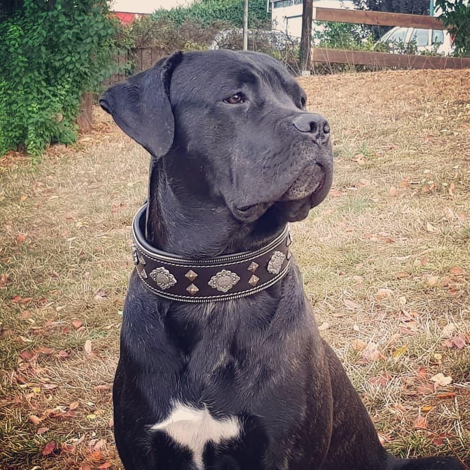 "Aztec" black dog collar