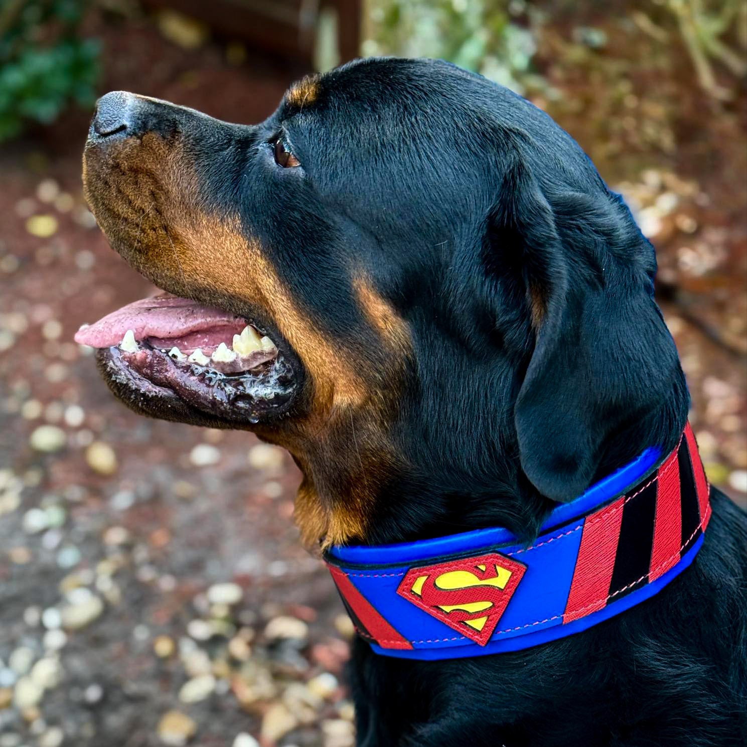 Superdog Collar