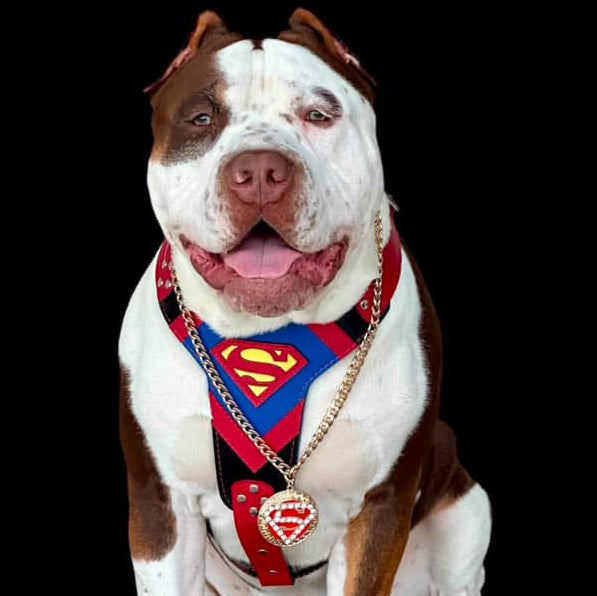 Superdog Harness