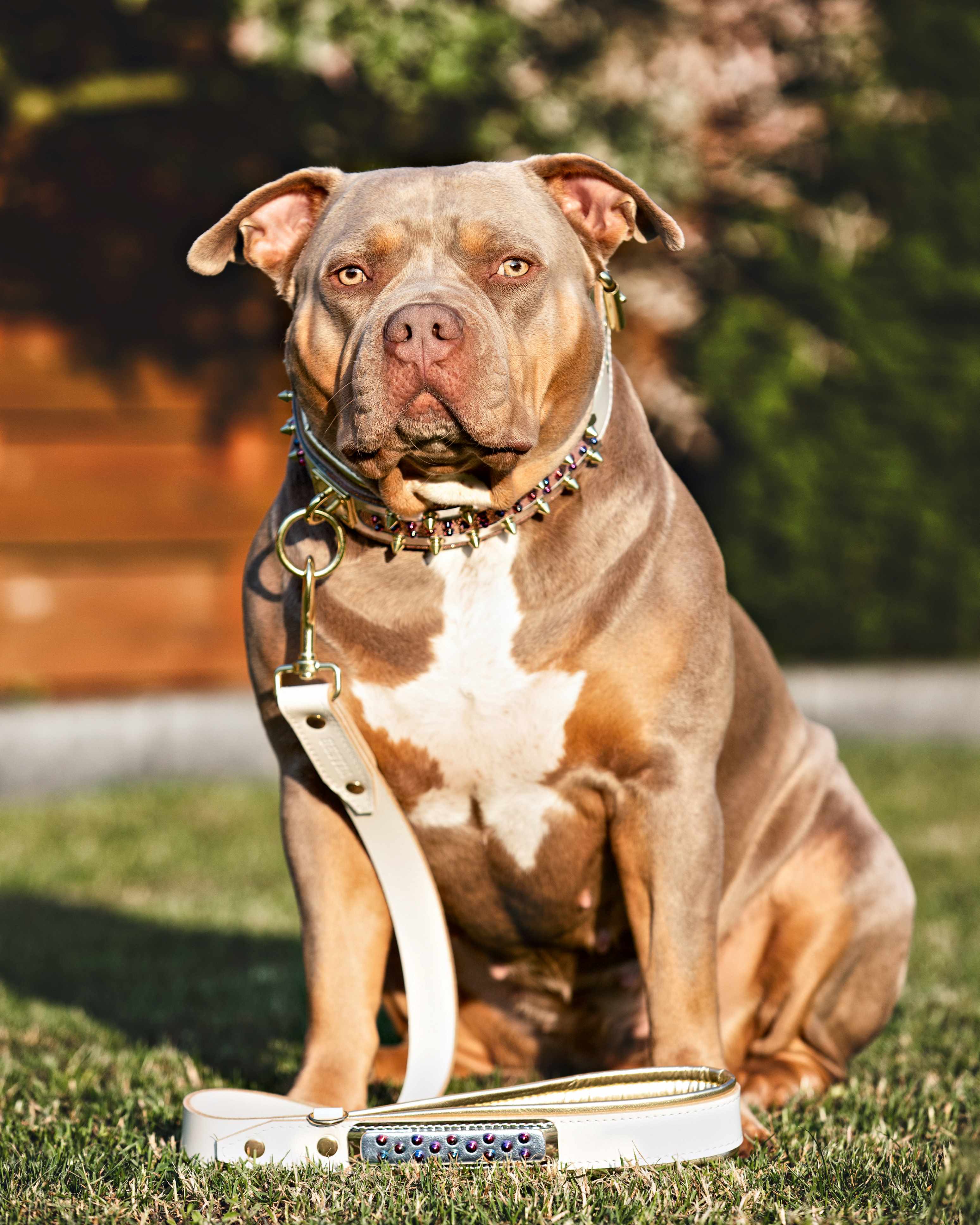 The Candy Dog Collar