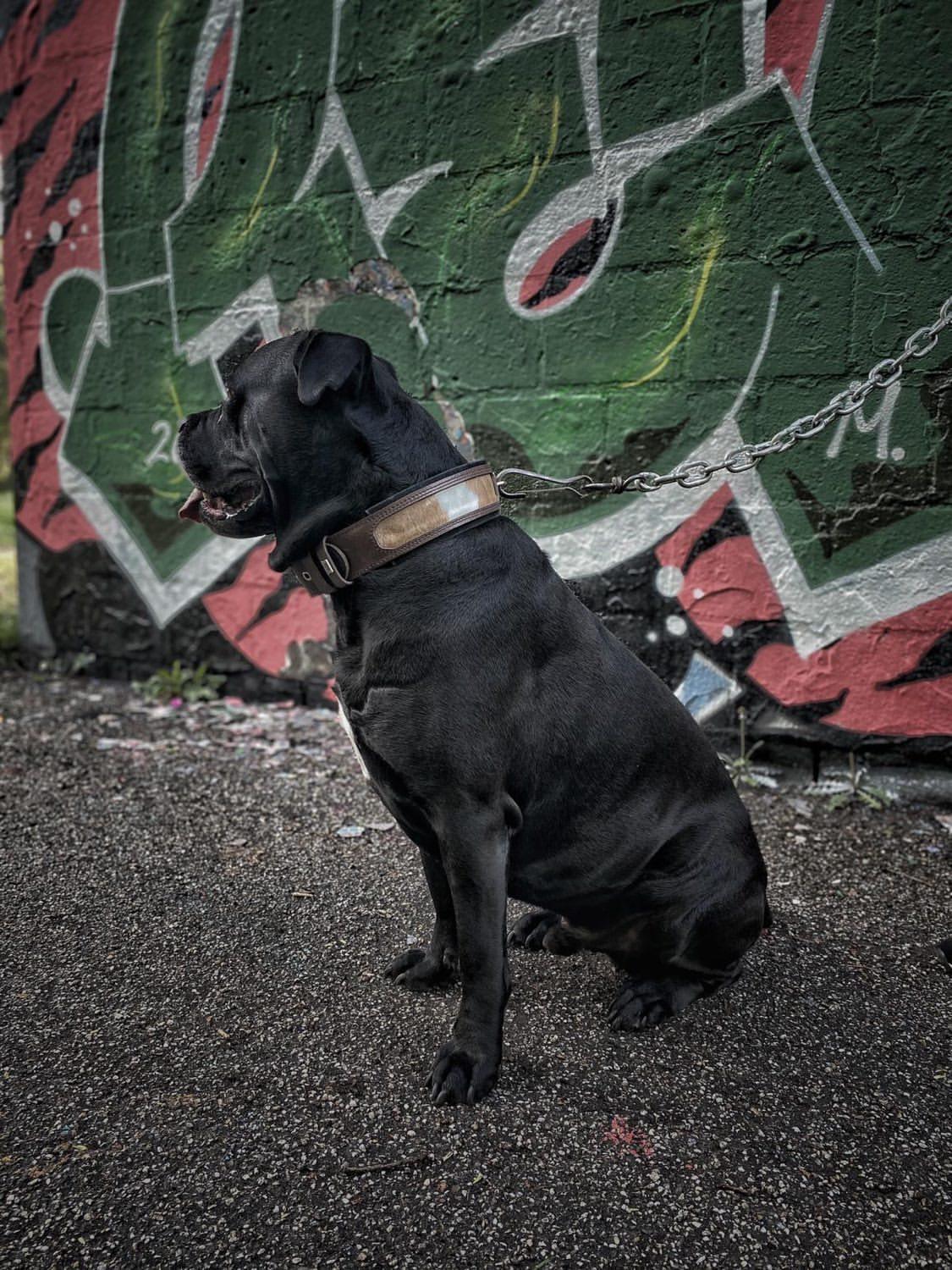 "Buffalo" collar