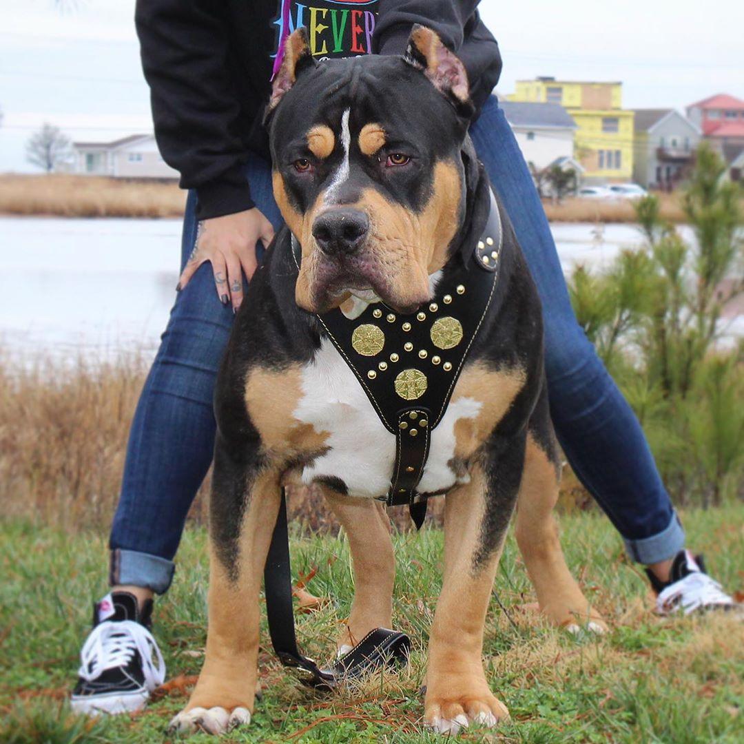 The "Maximus" harness black & gold