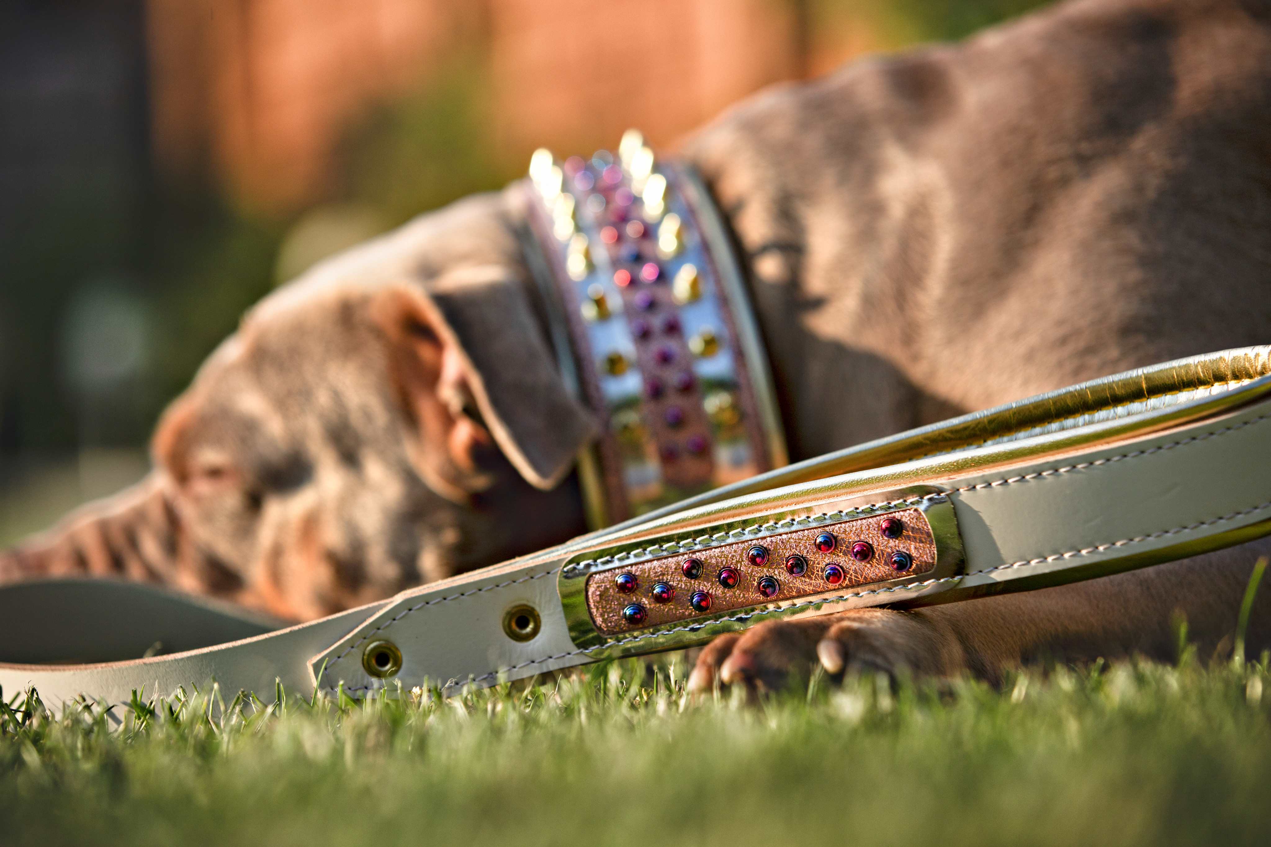 The Candy Dog Collar