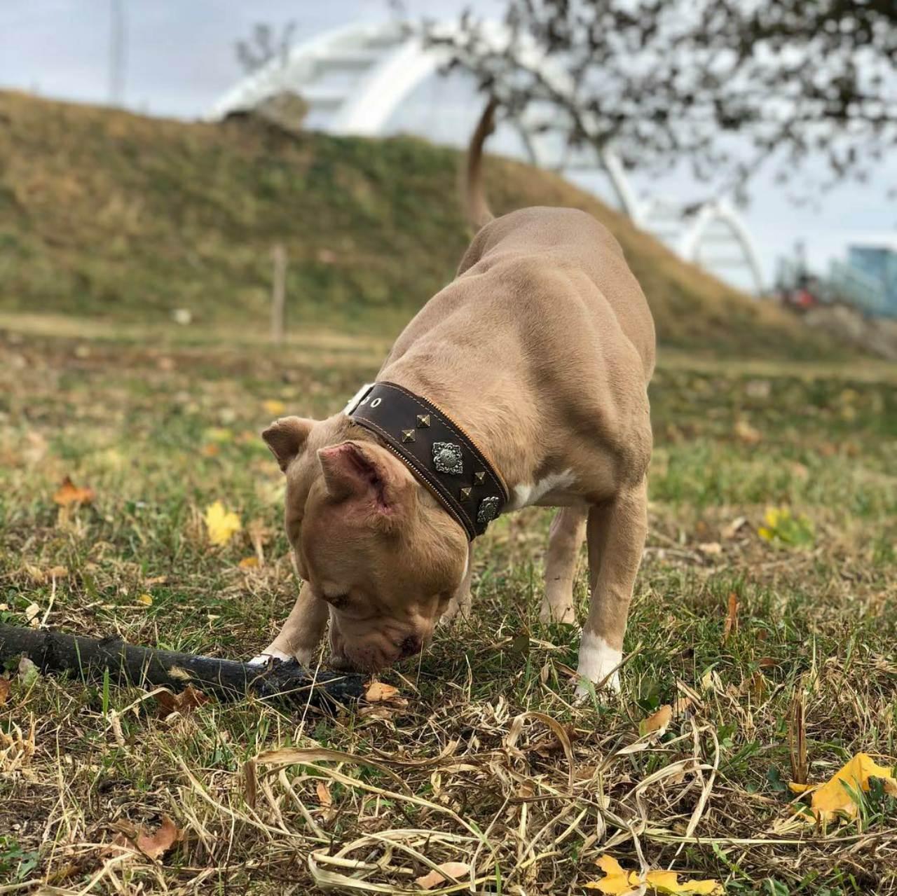 "Aztec" brown dog collar