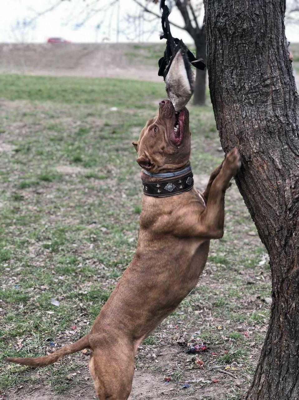 "Aztec" brown dog collar