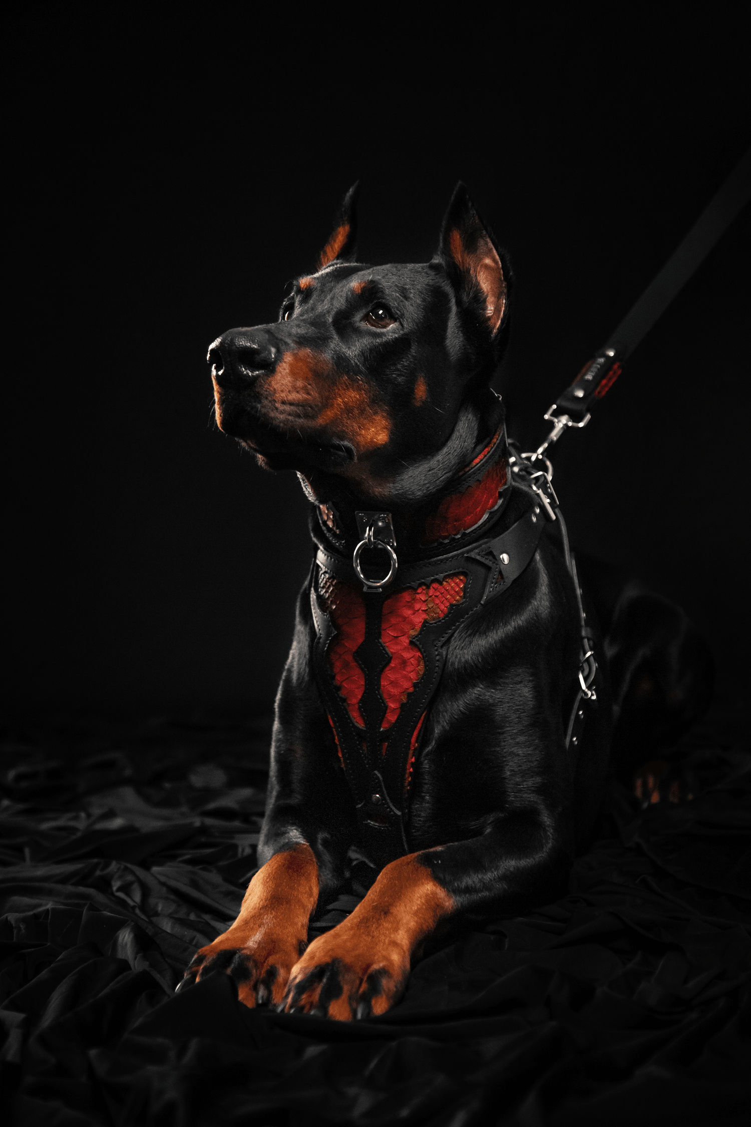 The ''Red Dragon'' leash