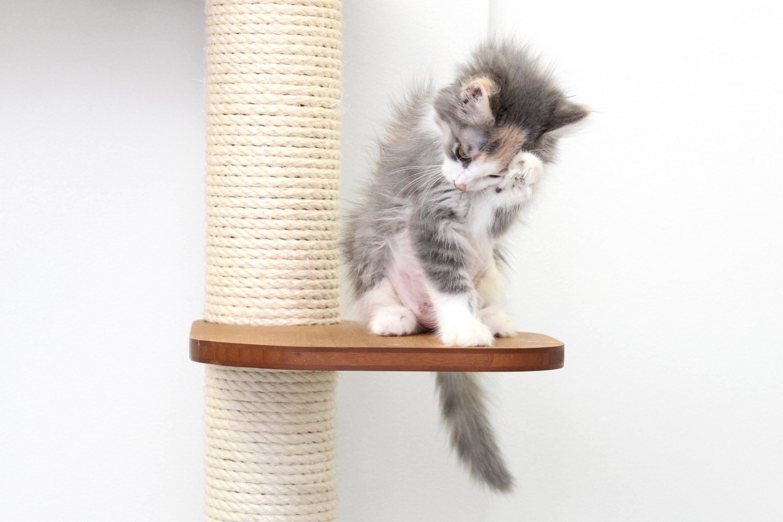 The Deluxe Fort - Modern Cat Condo (Wall Hanging Cat Tree) - by Catastrophic Creations