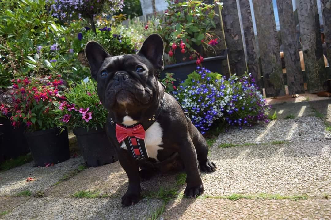 The "Bowtie" handmade leather harness black Small to Medium Size