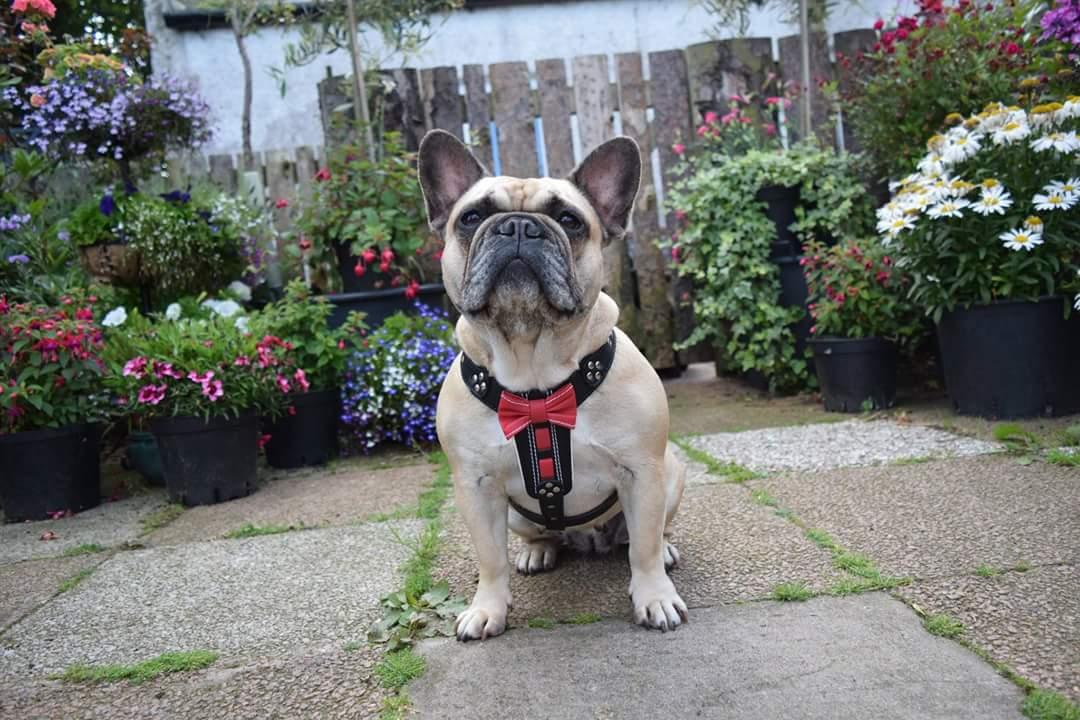 The "Bowtie" leather harness brown Small to Medium Size