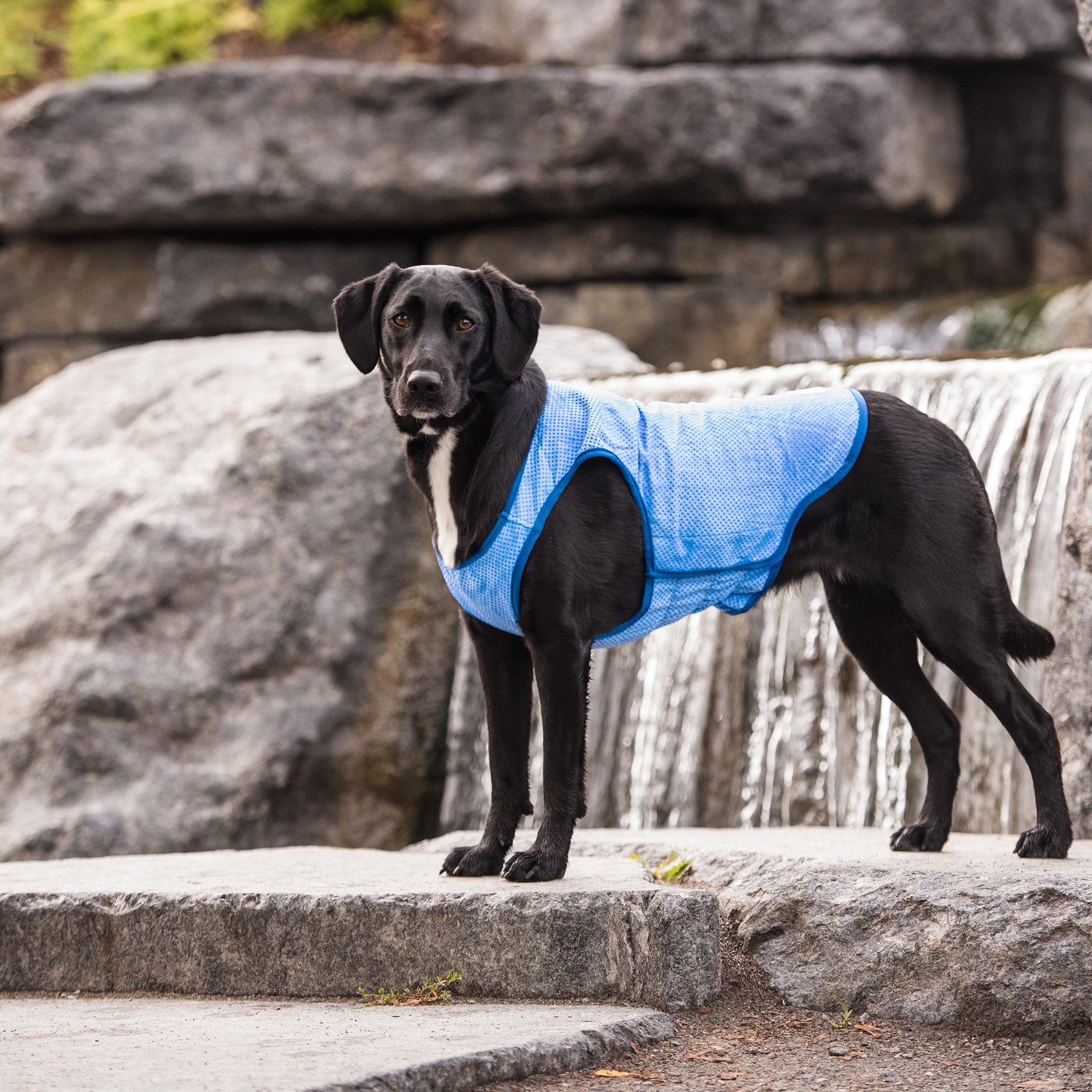 Go fresh pet ice vest best sale