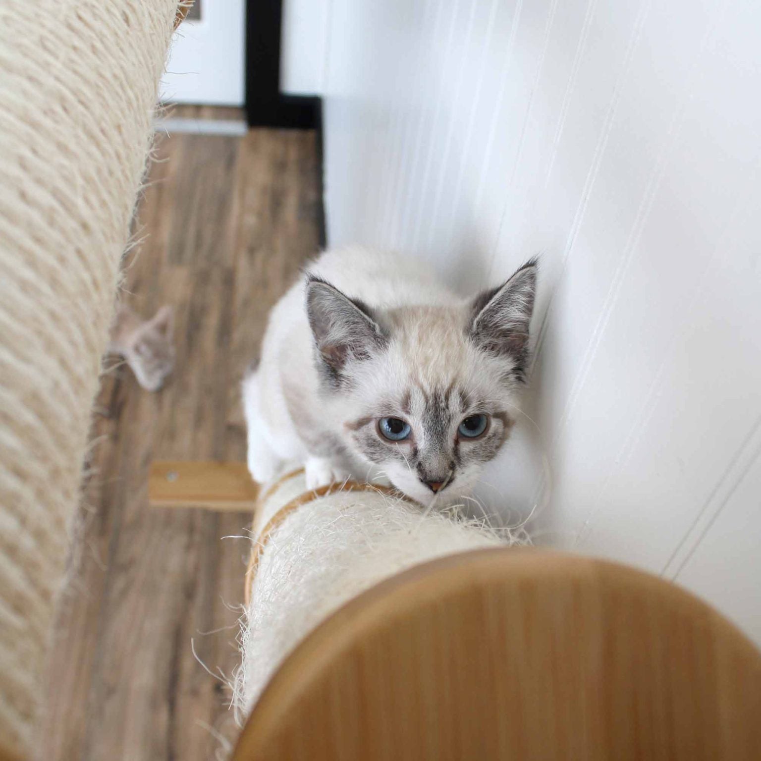 Angled Cat Scratcher Ramp (Cat Wall Scratchers) - by Catastrophic Creations