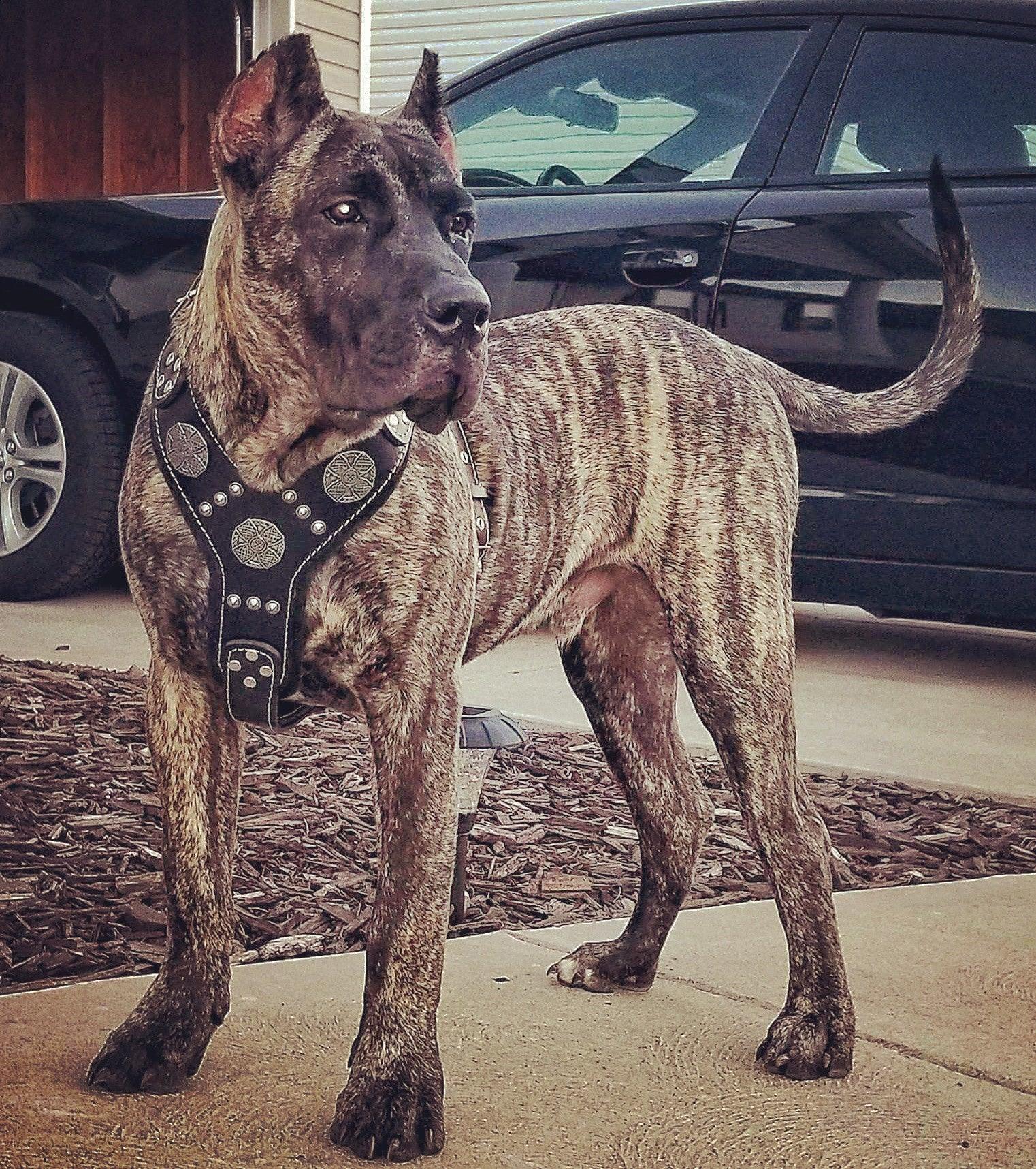 The "Maximus" silver harness