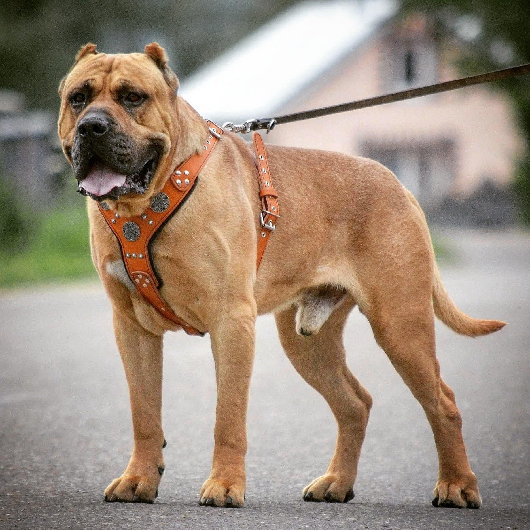 The "Maximus" silver harness