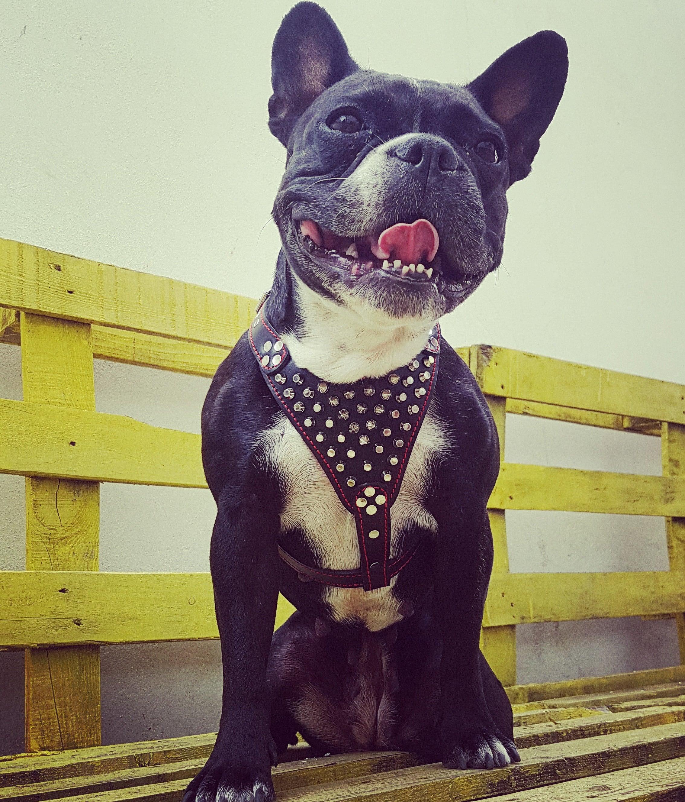 ''Frenchie'' studded leather harness Small to Medium Size