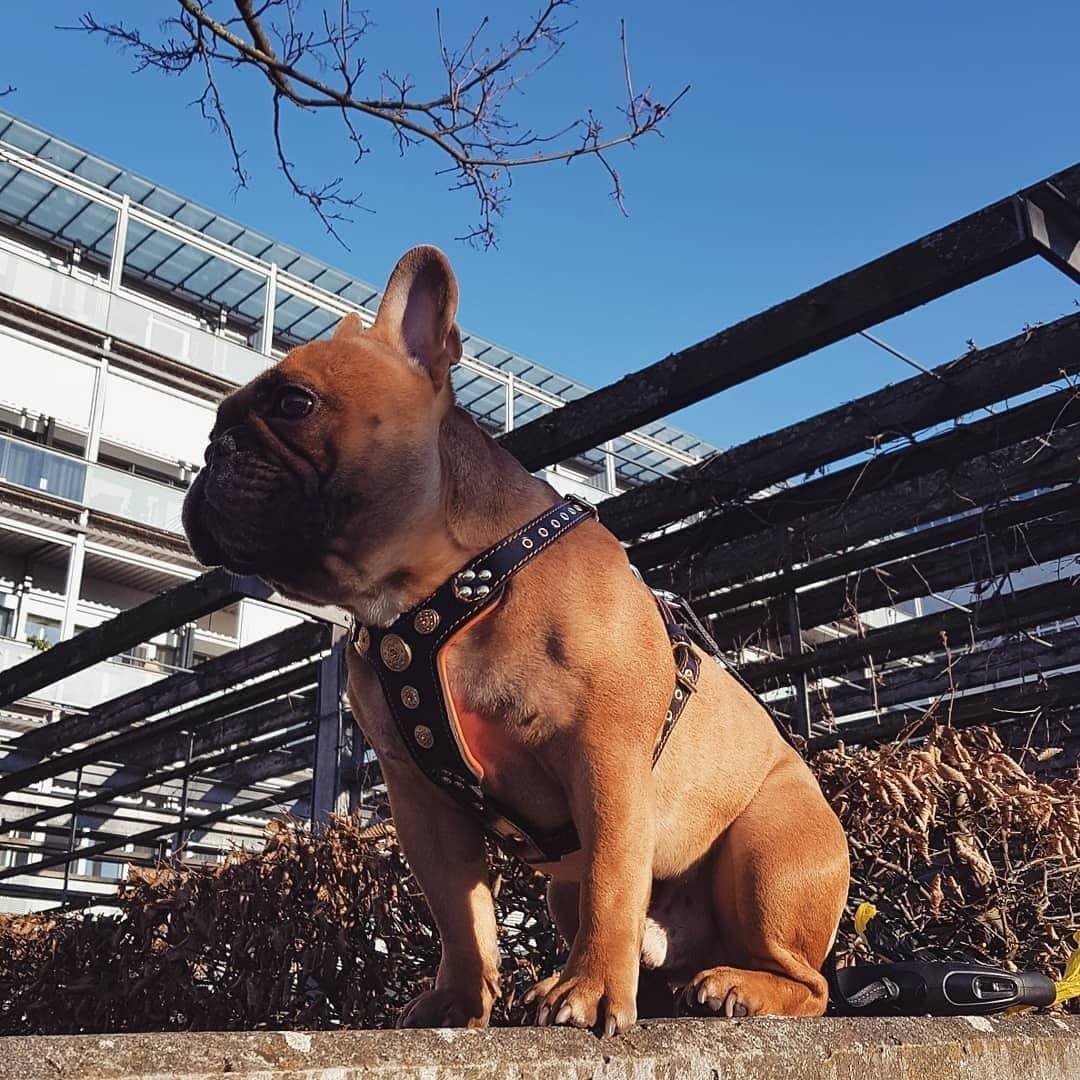 The ''Bijou'' harness Black & Orange Small to Medium Size