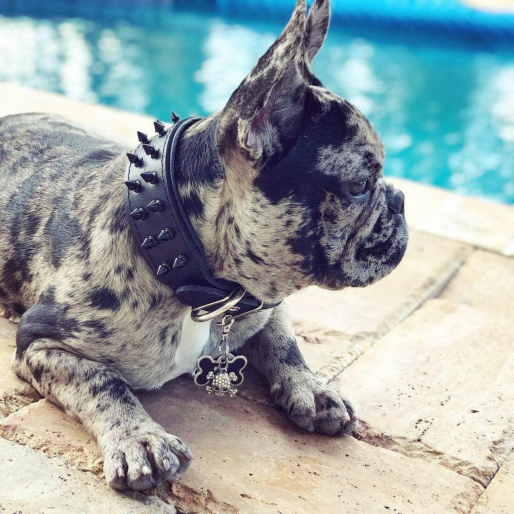 BLACK "Frenchie" collar