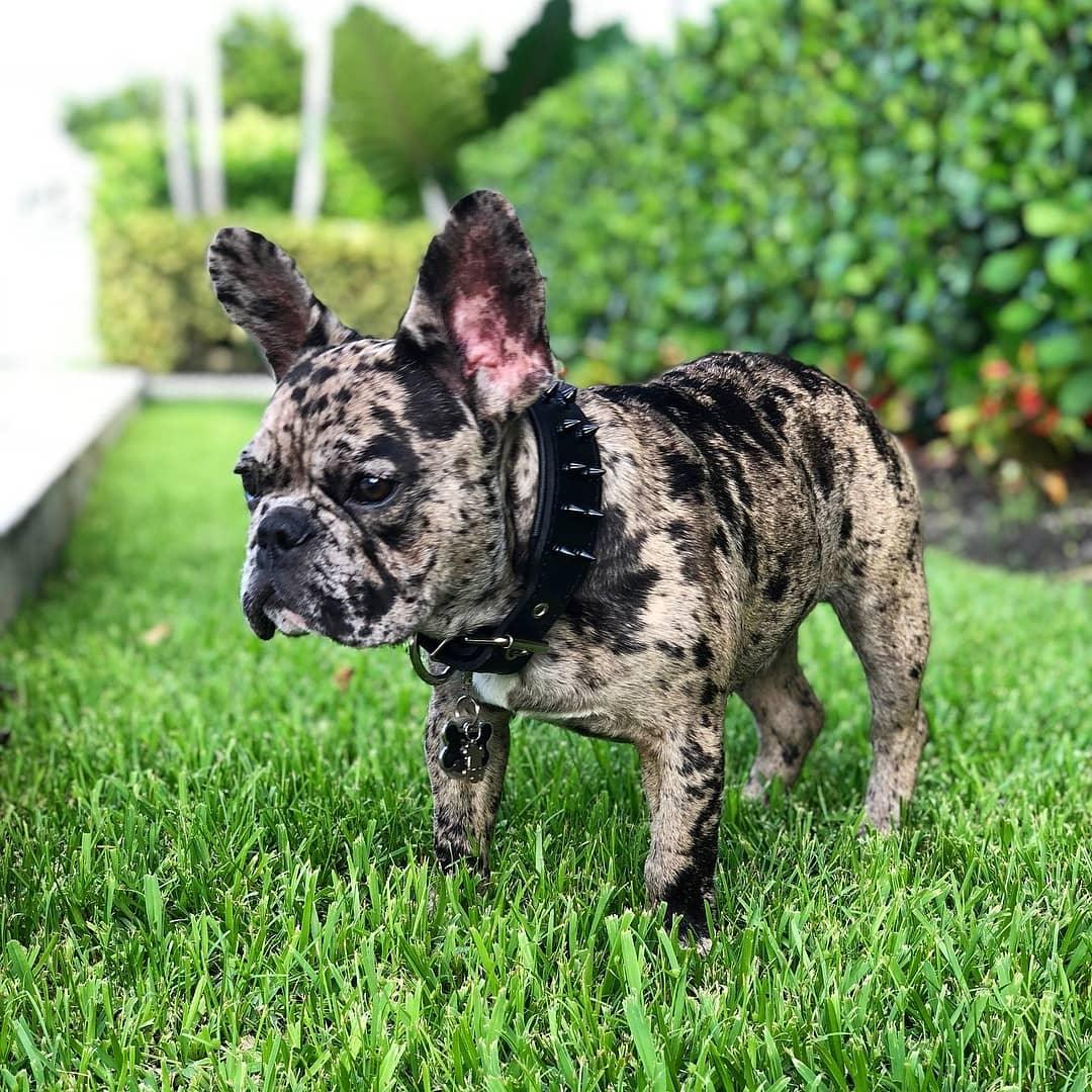 BLACK "Frenchie" collar