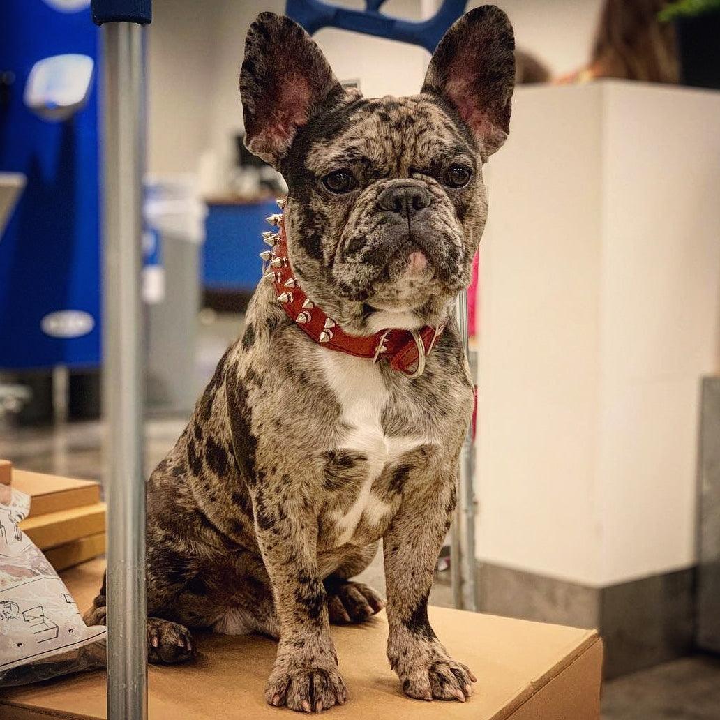 Red "Frenchie" collar