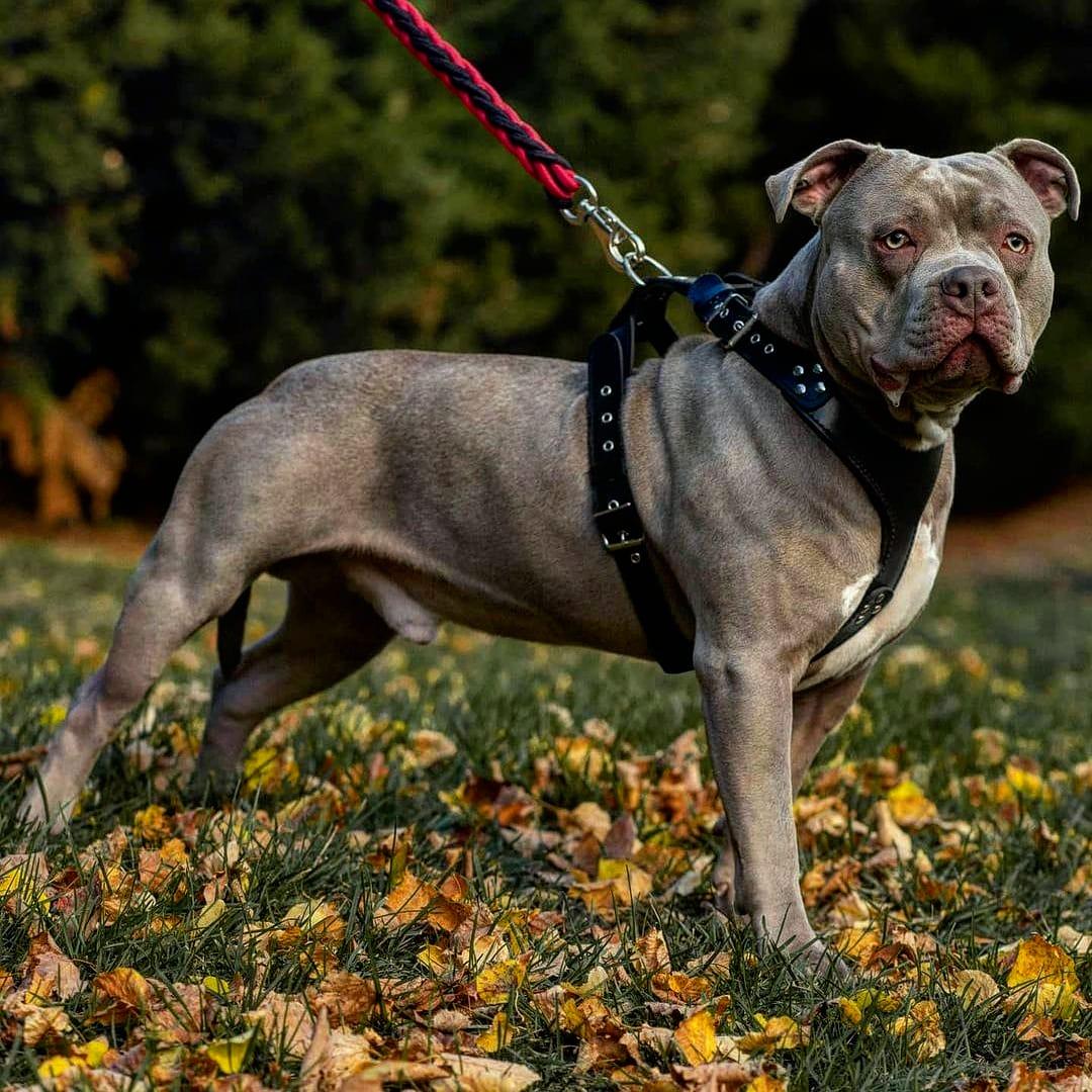 The ''Style'' harness Black