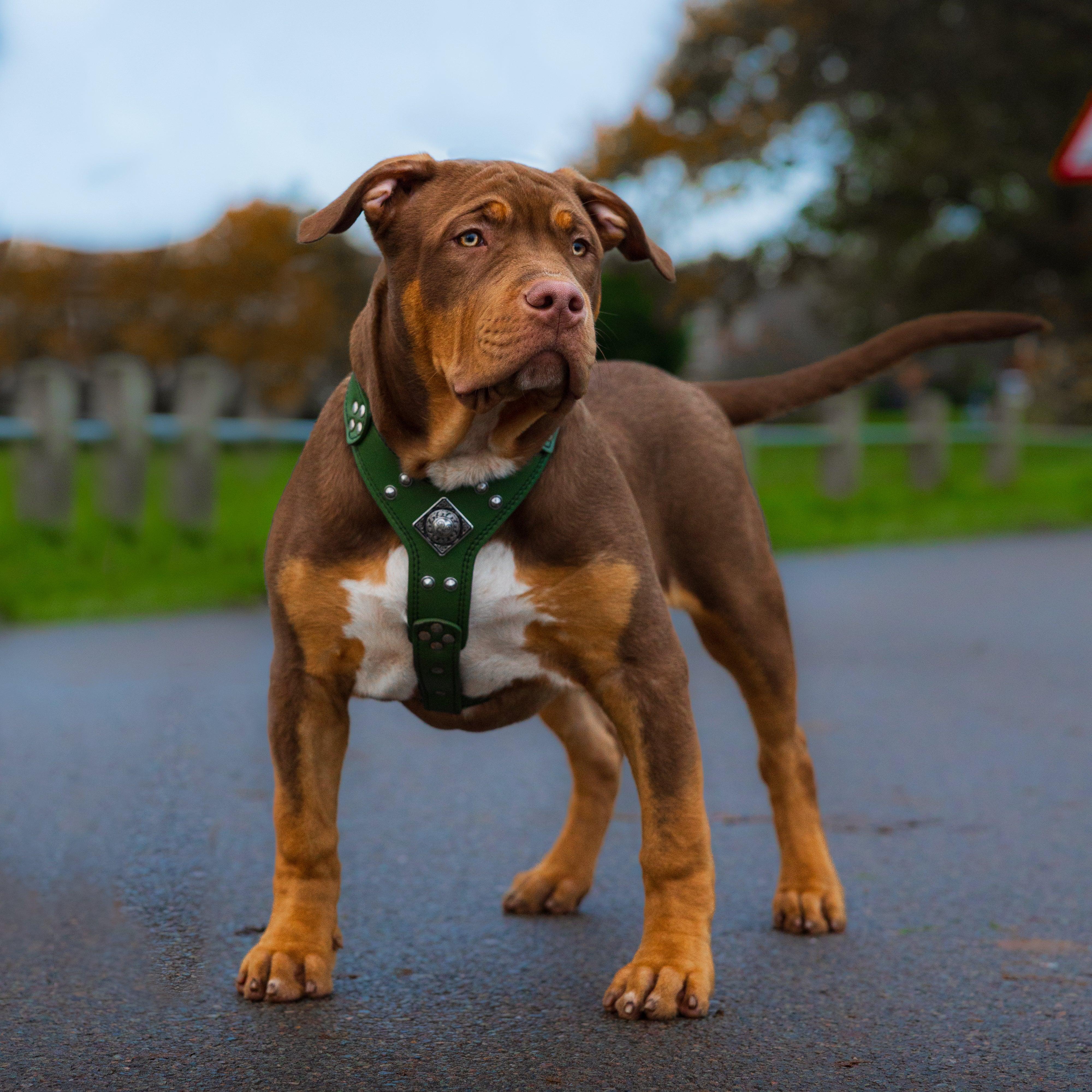 The ''Eros'' harness Green Small to Medium Size