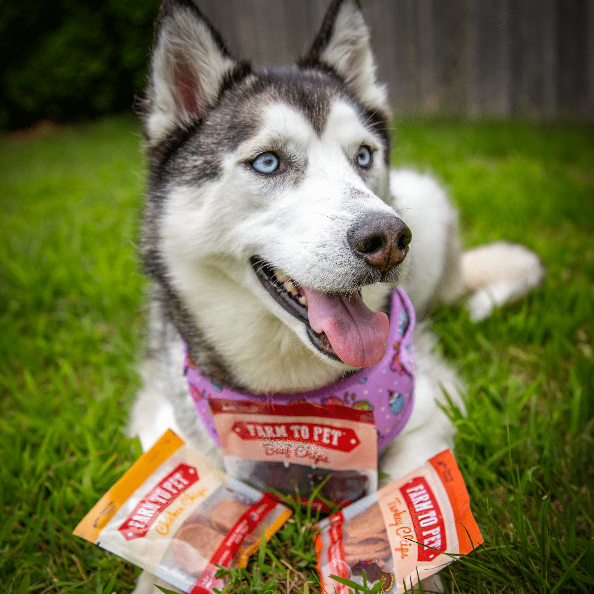 Chicken, Turkey, & Beef Snack Pack Trio