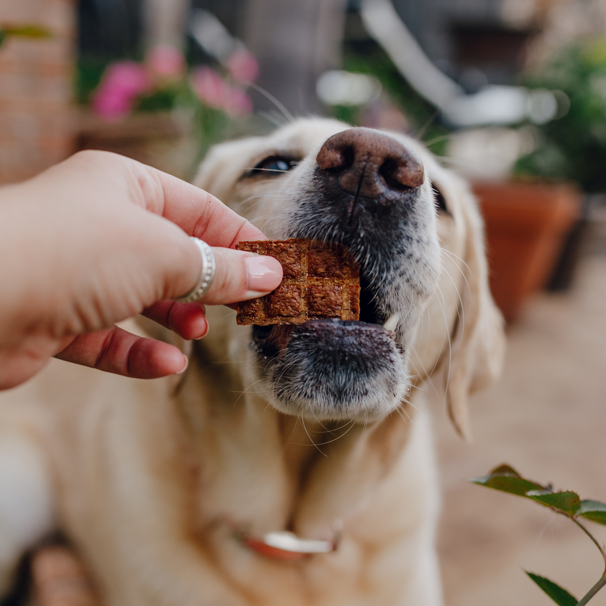 Salmon Loves Butternut Jerky Bites