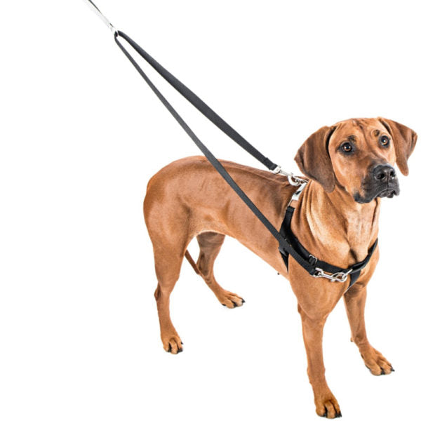 Teal Freedom No-Pull Dog Harness