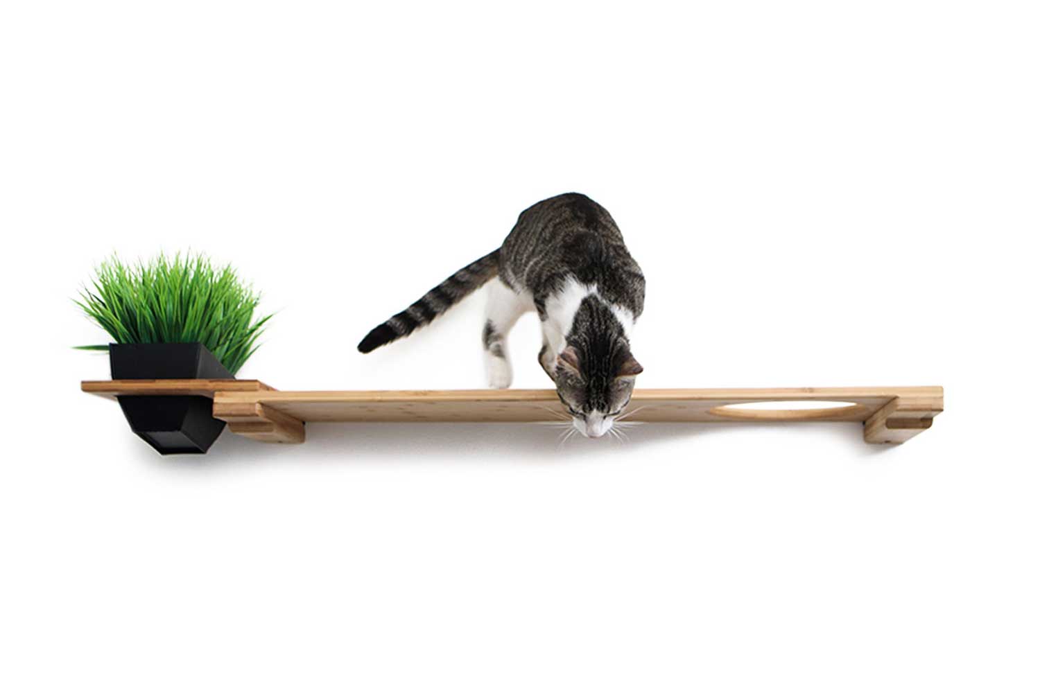 Planter Cat Shelf - for Cat Safe Plants - by Catastrophic Creations