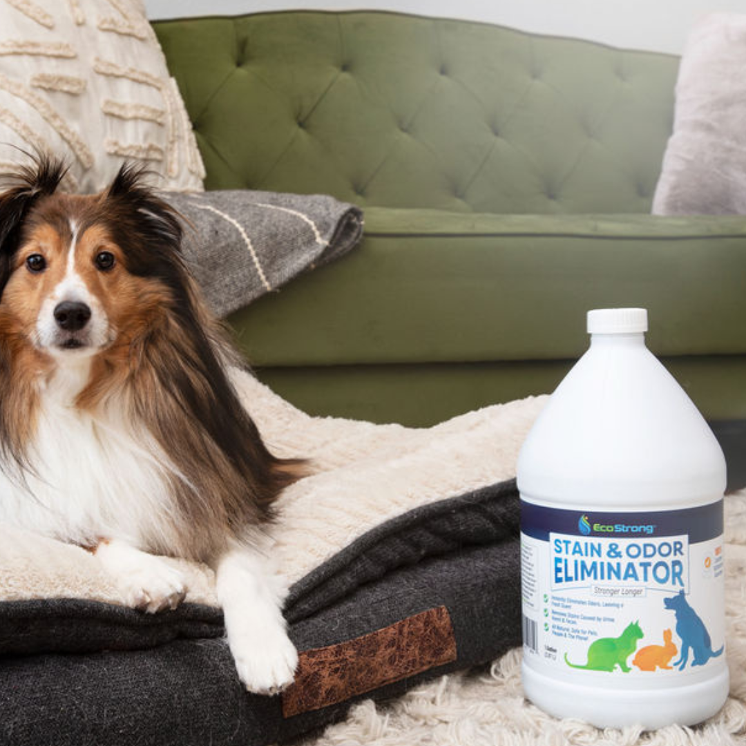 Pet Stain and Odor Eliminator