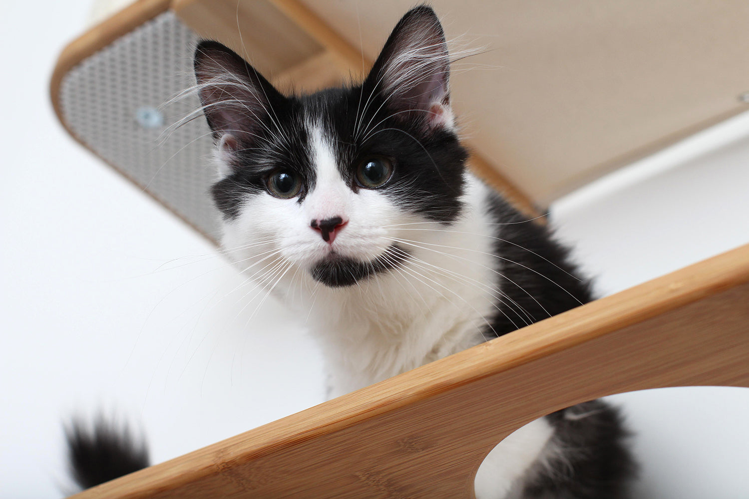 The Roman Cat Condo (Wall Mounted Cat Scratcher) - by Catastrophic Creations