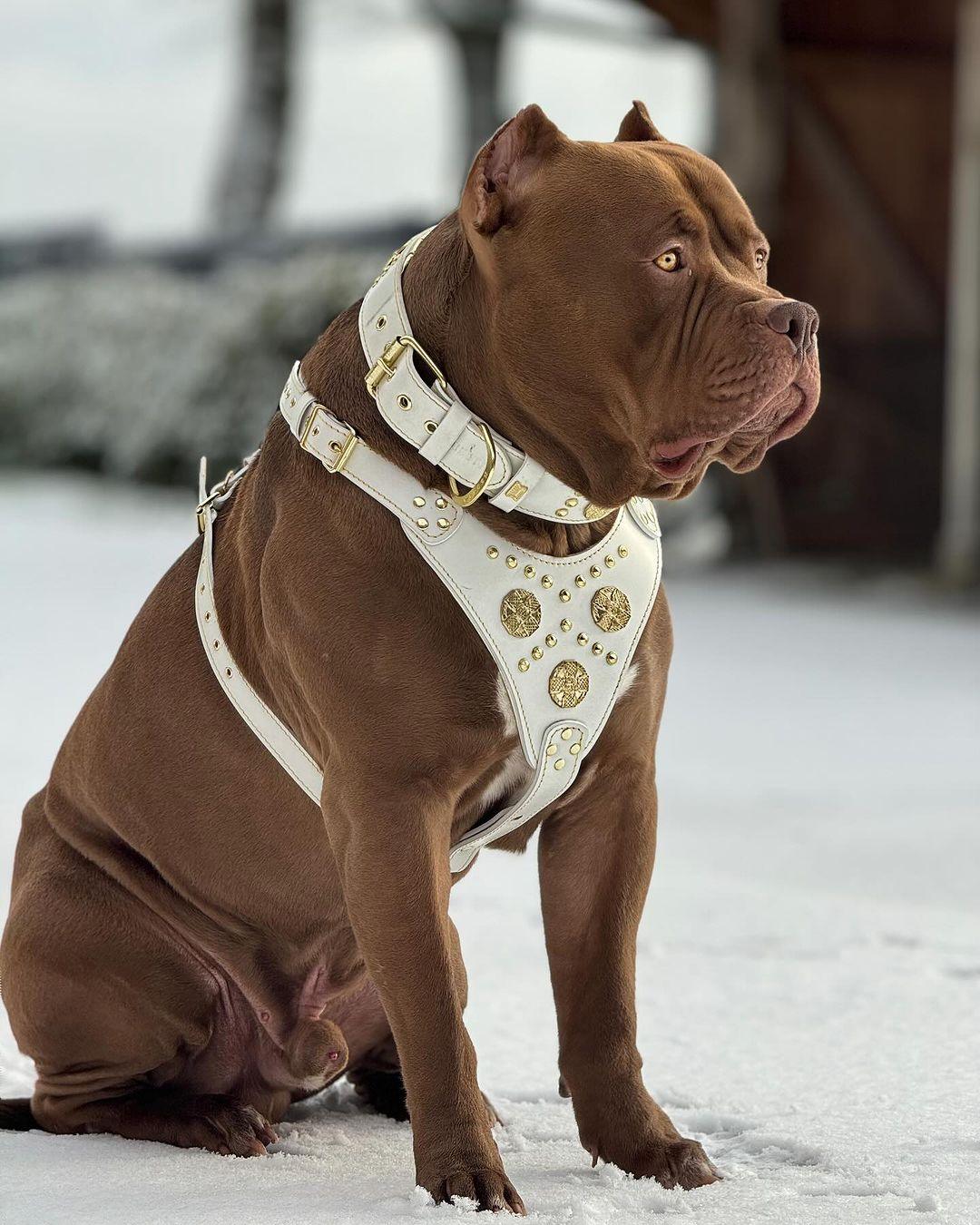 Maximus White BIG dog SET Harness collar lead. Brass rivets